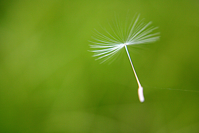 seed
